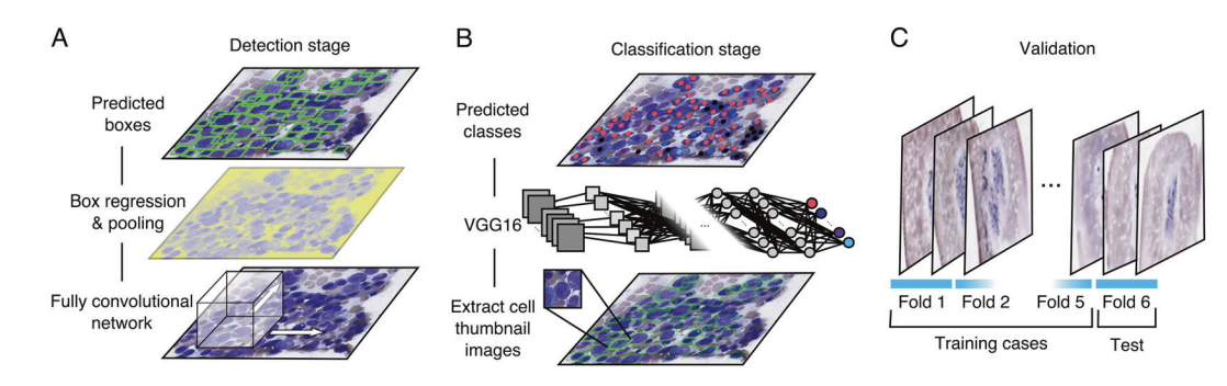 Example bone-marrow cells detected and classified by the computer-vision pipeline.
